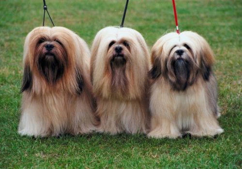 lhasa apso dogs