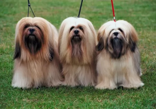 lhasa apso dogs - caring
