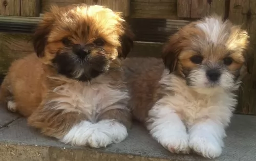 lhasa apso puppies - health problems