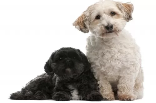 lhasapoo dogs - caring