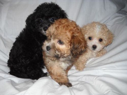 lhasapoo puppies