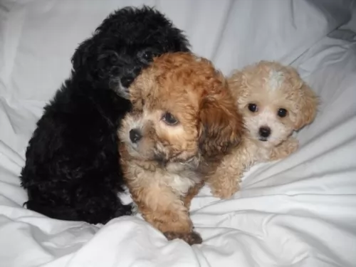 lhasapoo puppies - health problems