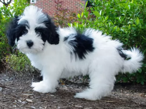 lhasapoo puppy - description