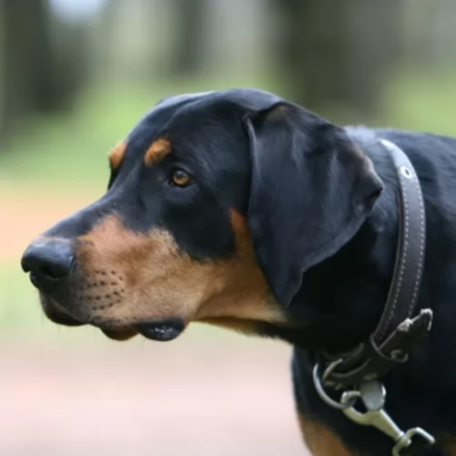 lithuanian hound