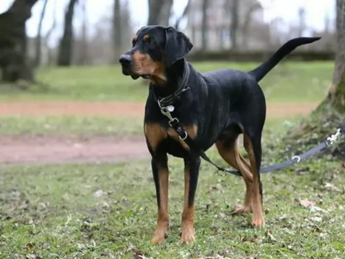 lithuanian hound dog - characteristics