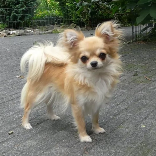 long haired chihuahua - history