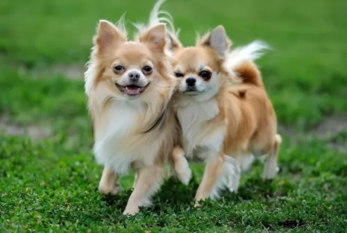 long haired chihuahua dogs - caring