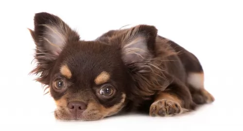 long haired chihuahua puppy - description