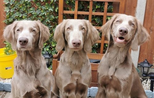longhaired weimaraner dogs