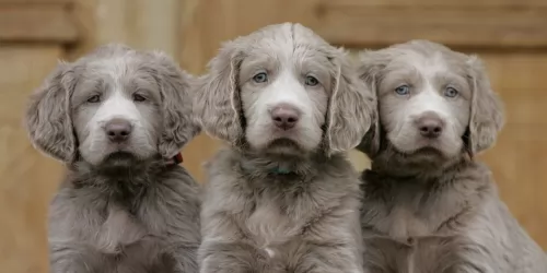 longhaired weimaraner puppies - health problems
