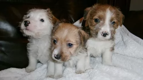 lucas terrier puppies - health problems