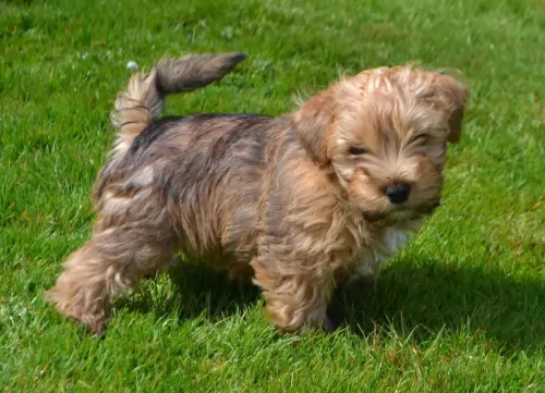 lucas terrier puppy - description