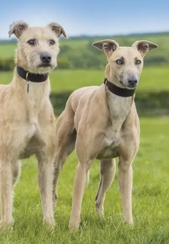 lurcher dogs - caring