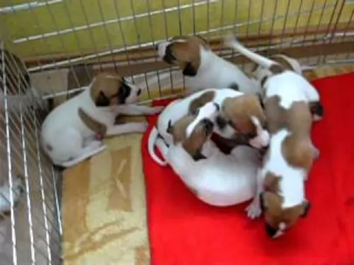 magyar agar puppies - health problems