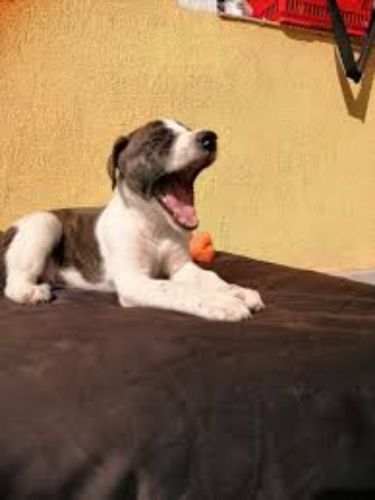 magyar agar puppy
