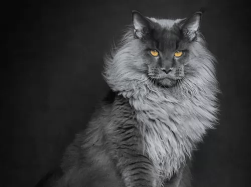 maine coon - history