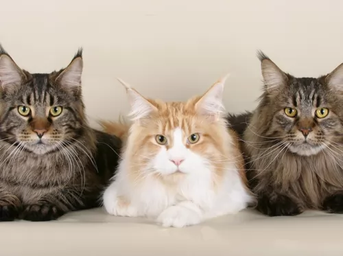 maine coon cats - caring
