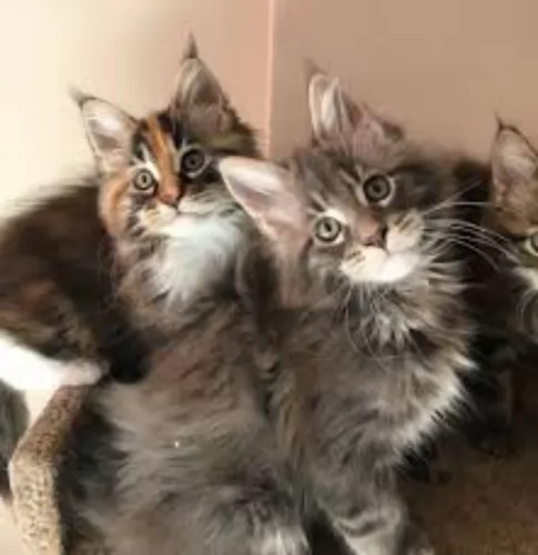 maine coon kittens - health problems