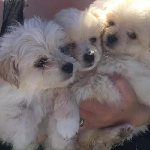 malti pom puppies - health problems
