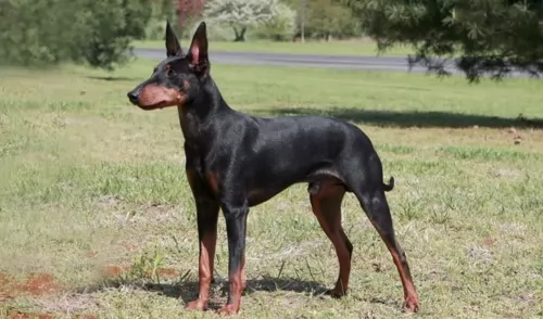 manchester terrier - history