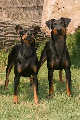 manchester terrier dogs - caring