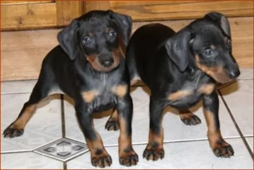 manchester terrier puppies - health problems