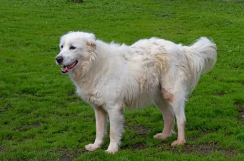 maremma sheepdog dog - characteristics