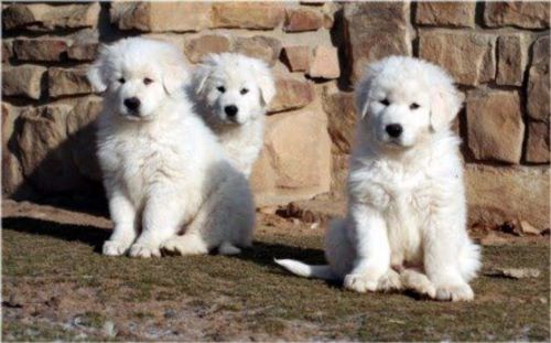 maremma sheepdog puppies