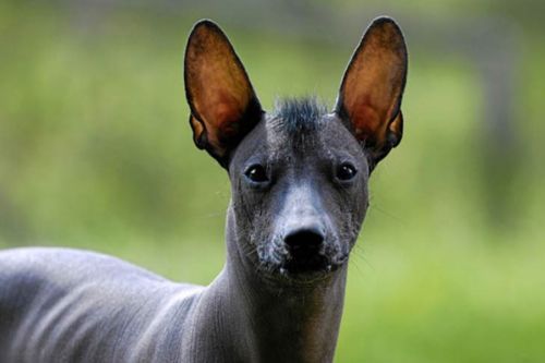 mexican hairless