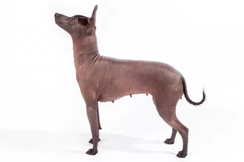 mexican hairless dog - characteristics