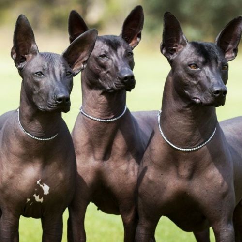 mexican hairless dogs