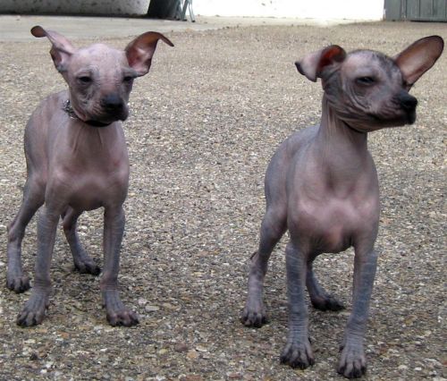 mexican hairless puppies