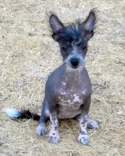 mexican hairless puppy - description