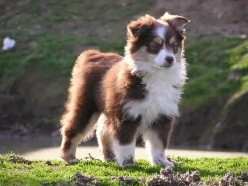 miniature australian shepherd puppy - description