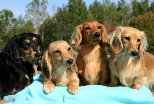 miniature dachshund dogs - caring