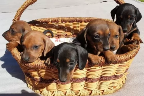 miniature dachshund puppies - health problems