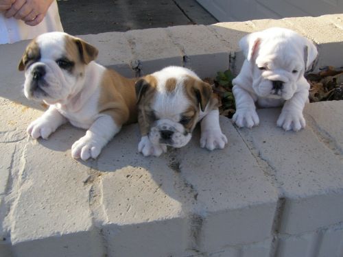 miniature english bulldog puppies