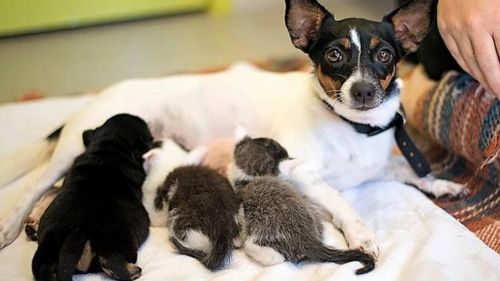 miniature fox terrier puppies