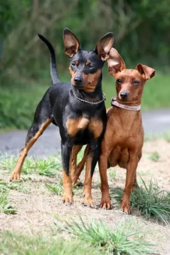 miniature pinscher dogs - caring