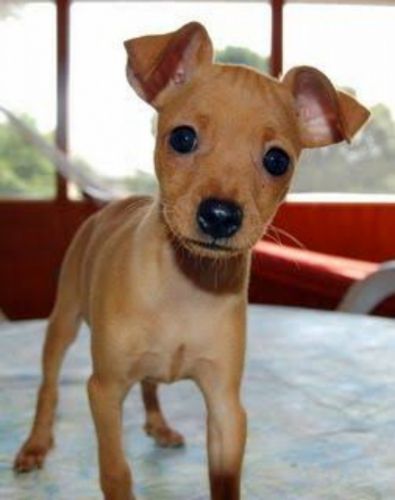 miniature pinscher puppy