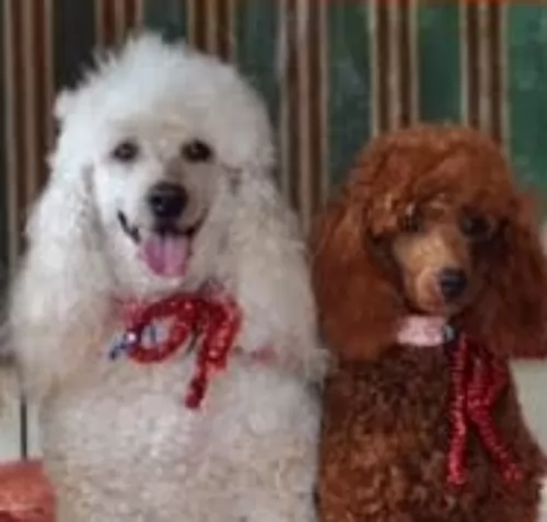 miniature poodle dogs - caring