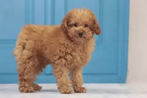 miniature poodle puppy - description