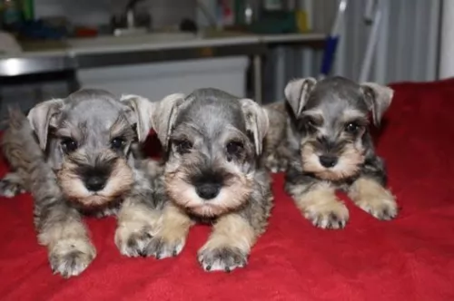 miniature schnauzer puppies - health problems