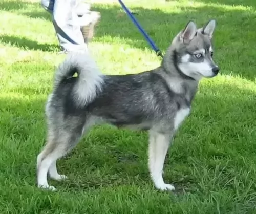miniature siberian husky dog - characteristics