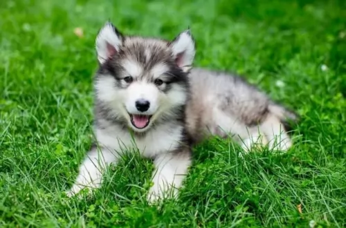 miniature siberian husky puppy - description