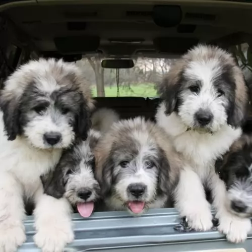 mioritic sheepdog puppies - health problems