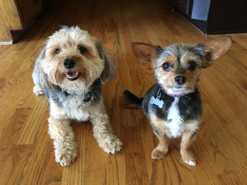 morkie dogs