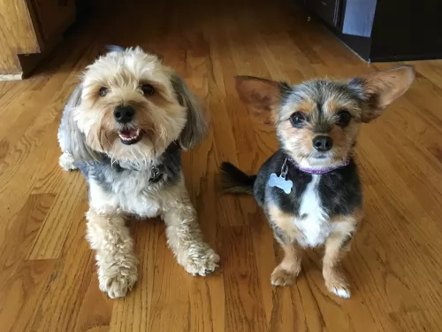 morkie dogs - caring