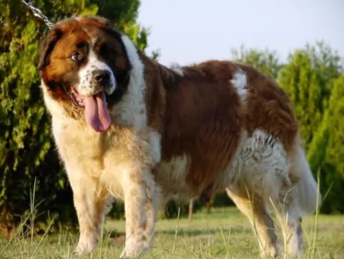moscow watchdog dog - characteristics