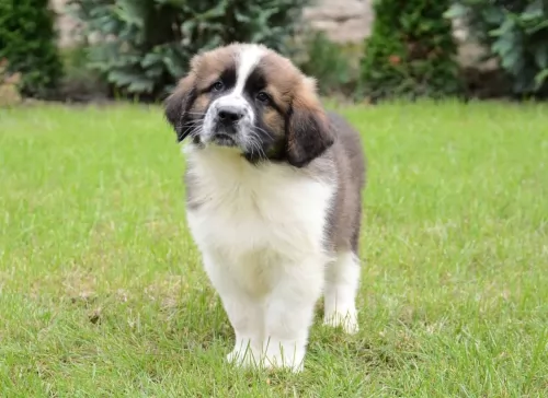moscow watchdog puppy - description